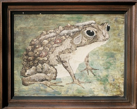 Toad